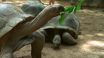 Mahe Seychelles feeding tortoises inside the botanical garden
